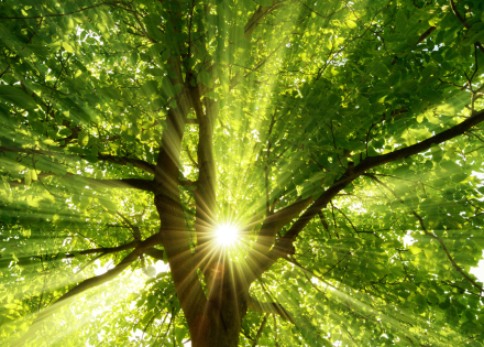 COMME UN ARBRE
